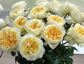 Antonia Gardens Garden Rose (12 Stems)