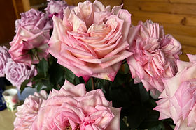 Rosa's Amazing Tea Rose Garden Rose (12 Stems)