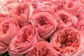 Pink X-pression Garden Rose (25 Stems)