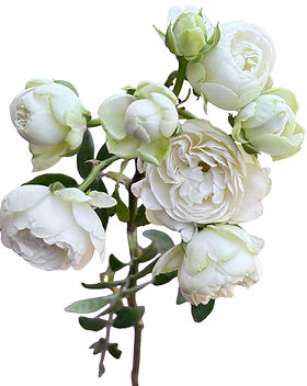 Princess Shiro Spr Garden Rose (12 Stems)