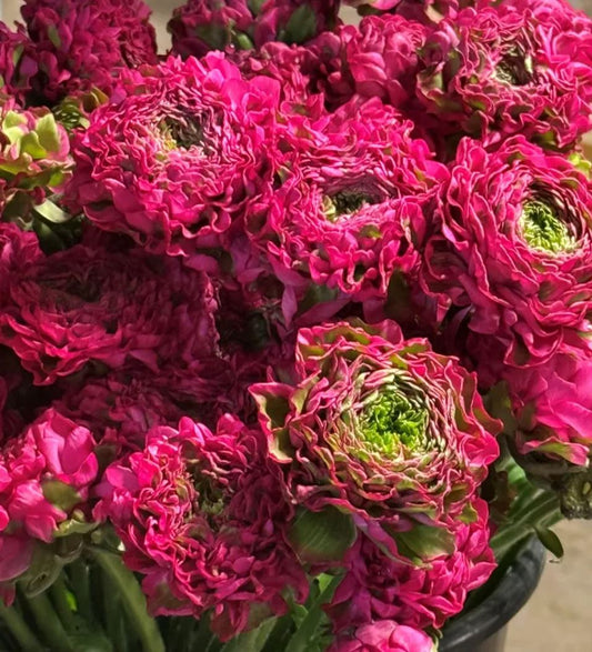 Cloni Pon Pon Aladdin ranunculus