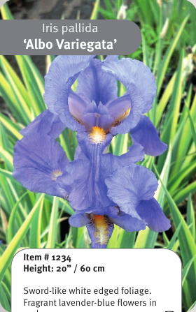 Albo Variegata Iris pallida