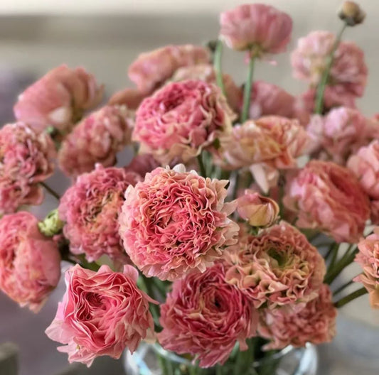 Cloni Pon Pon Alice pink & peach ranunculus