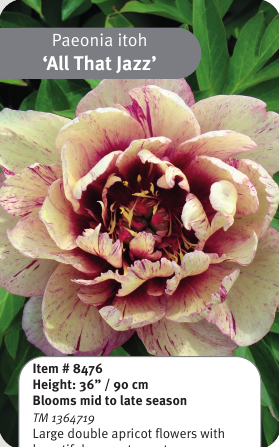 All That Jazz Itoh Peony