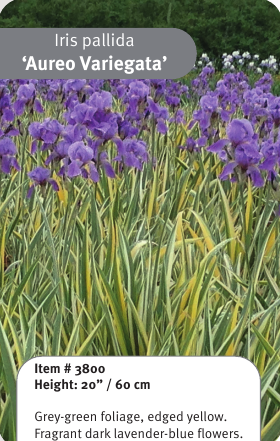 Aureo Variegata Iris pallida