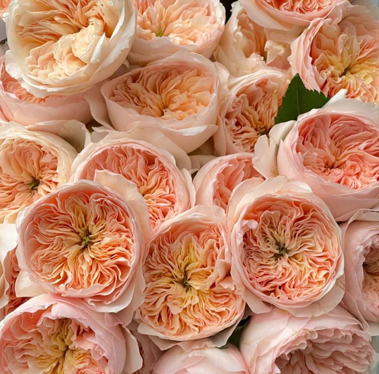 Ausjameson wedding garden rose plant large flower bush