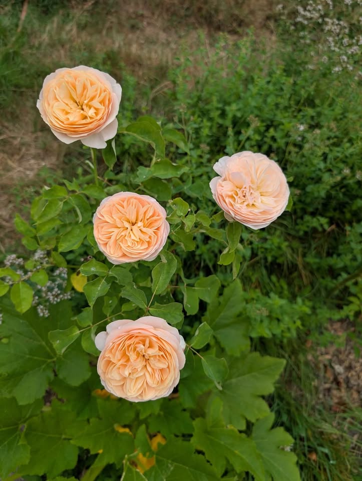 Ausjameson English wedding garden rose plant large flower bush