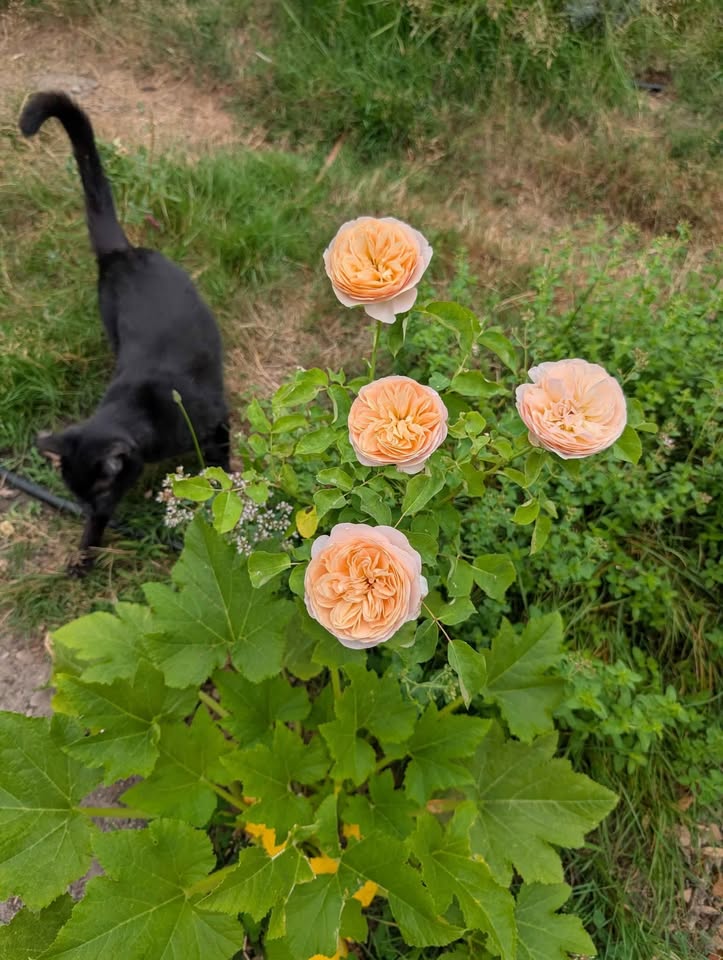 Ausjameson English wedding garden rose plant large flower bush