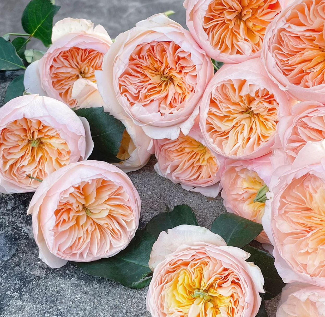 Ausjameson wedding garden rose plant large flower bush