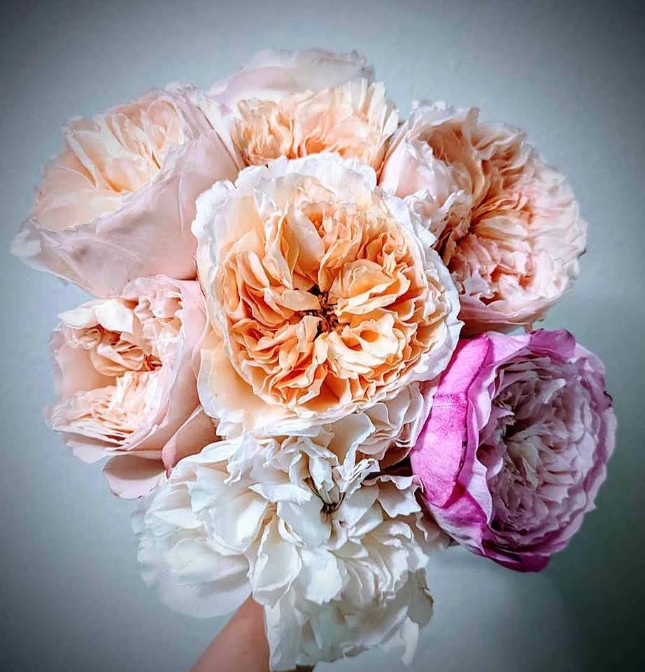 Ausjameson English wedding garden rose plant large flower bush