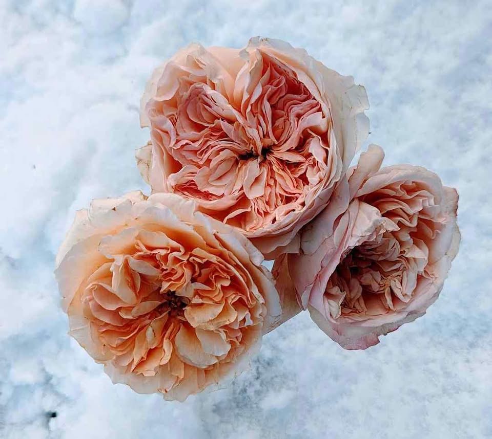 Ausjameson English wedding garden rose plant large flower bush