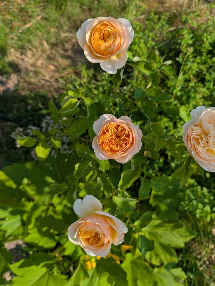 Ausjameson English wedding garden rose plant large flower bush