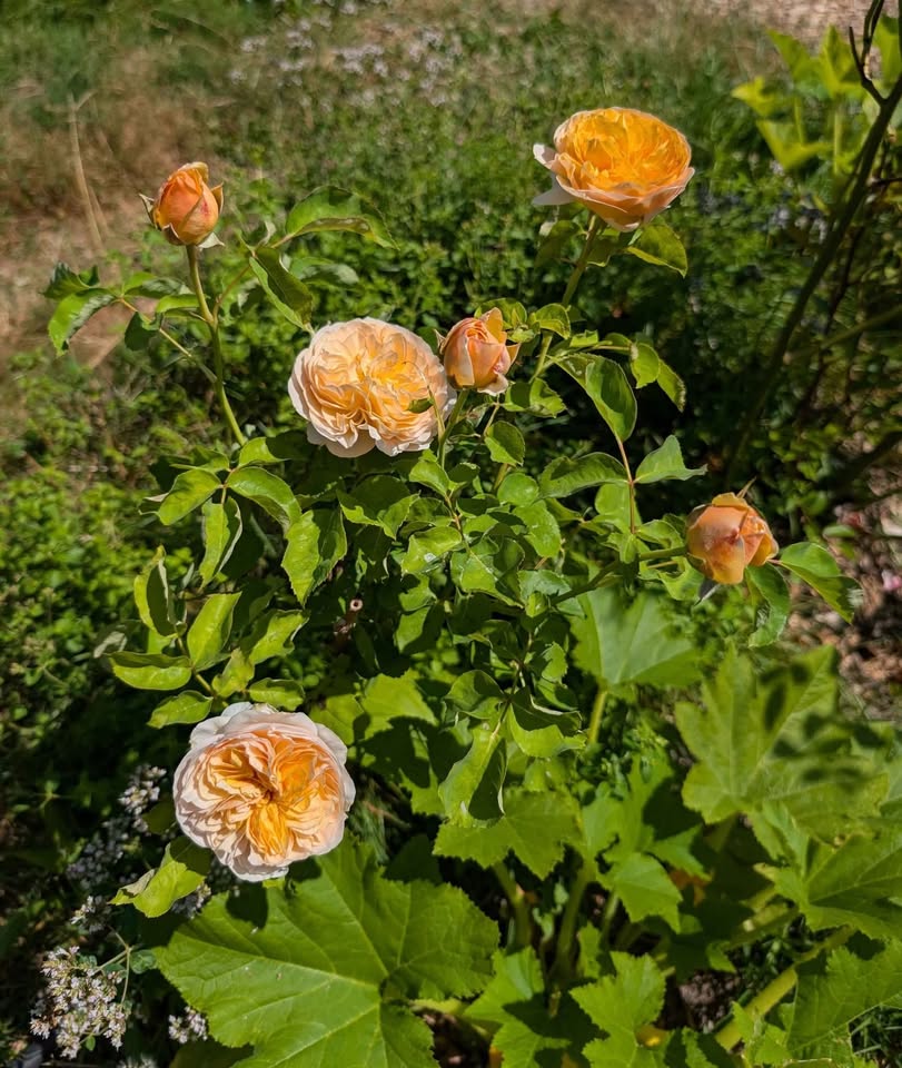 Ausjameson wedding garden rose plant large flower bush