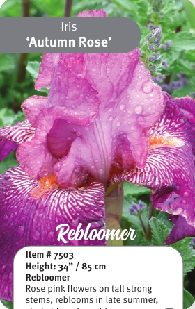 Autumn Rose Rebloom Iris