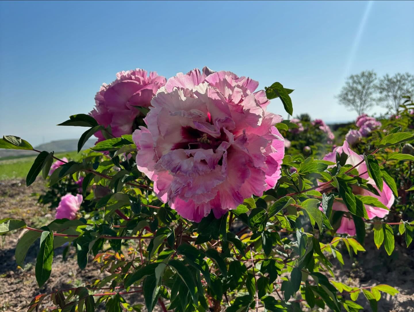 "Lotus lantern" large flower tree peony