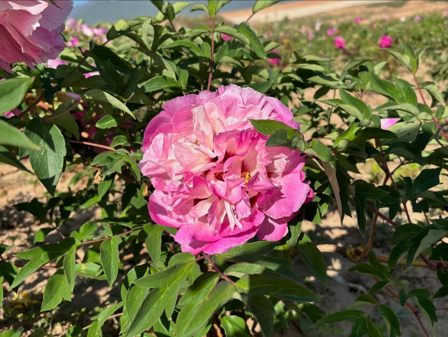 "Lotus lantern" large flower tree peony
