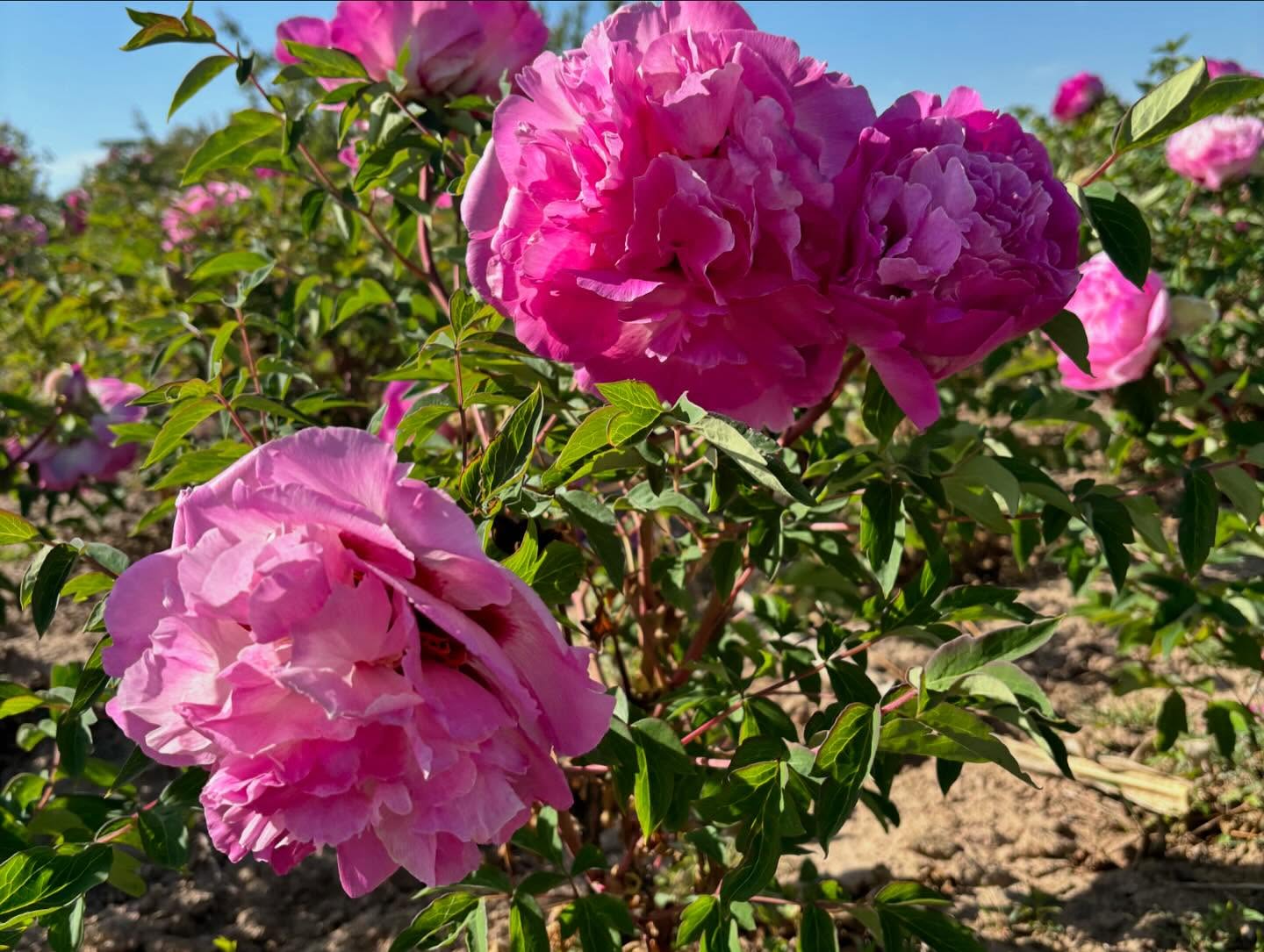 "Lotus lantern" large flower tree peony