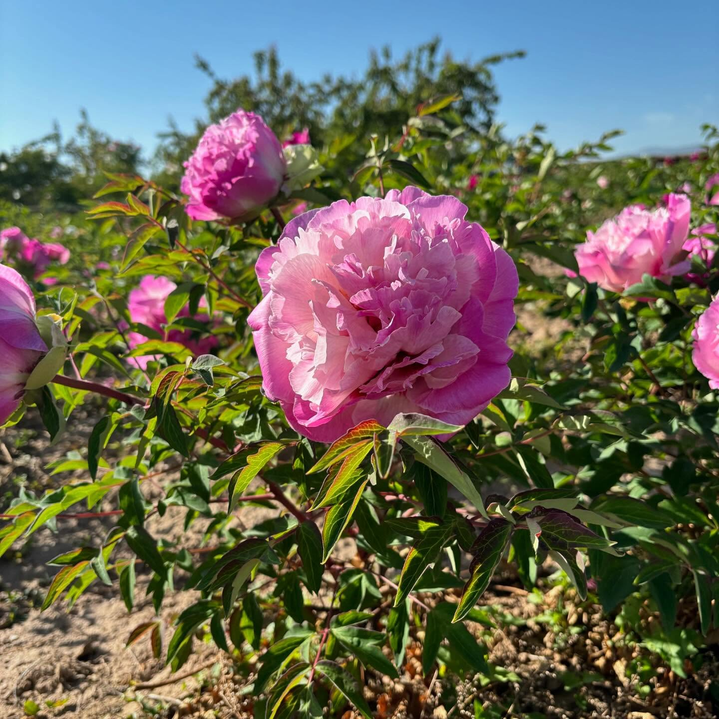 "Lotus lantern" large flower tree peony