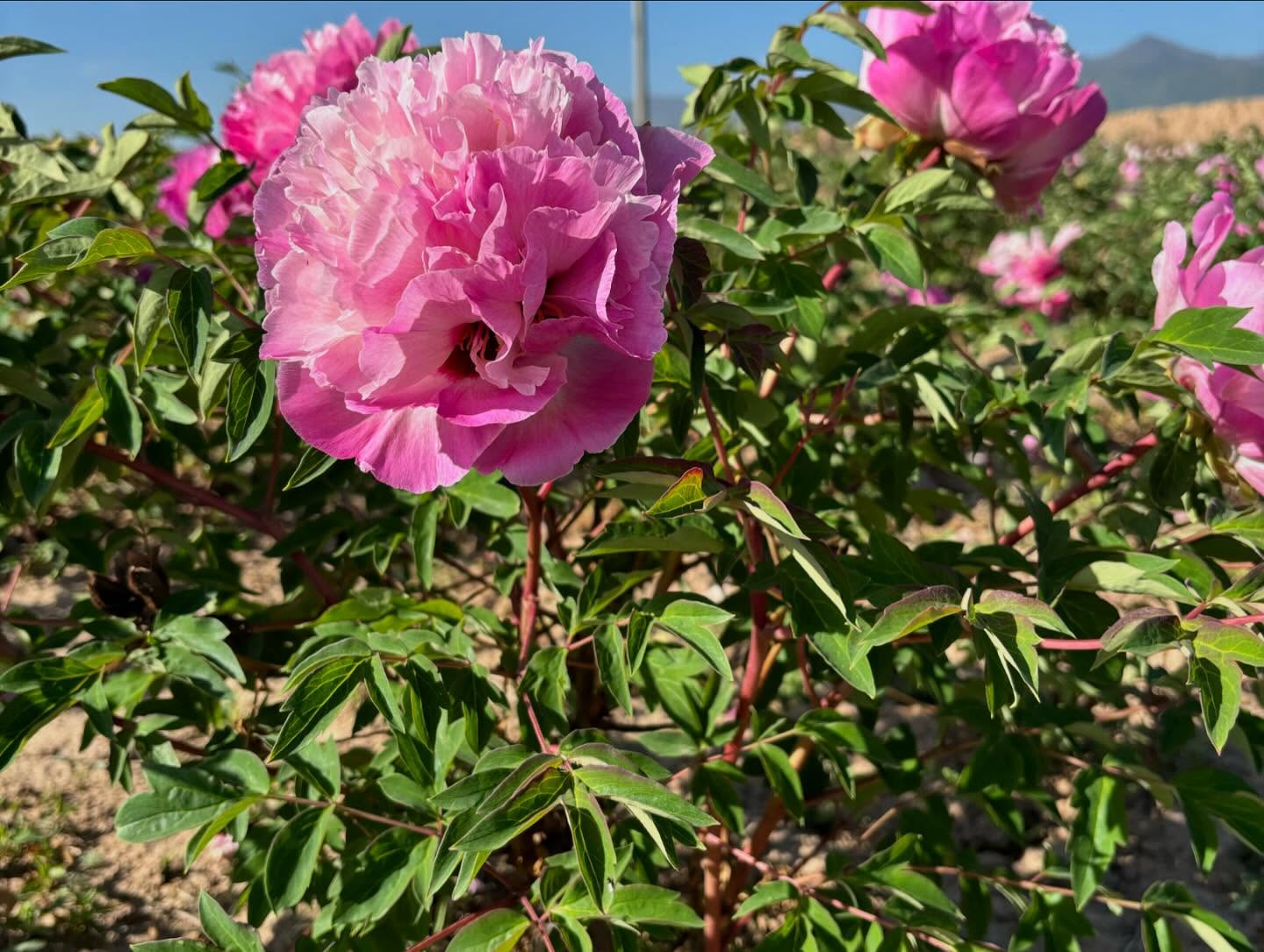 "Lotus lantern" large flower tree peony
