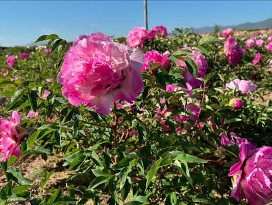 "Lotus lantern" large flower tree peony