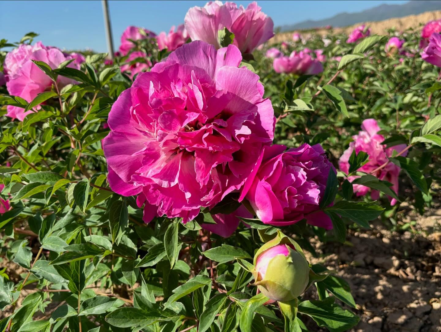 "Lotus lantern" large flower tree peony