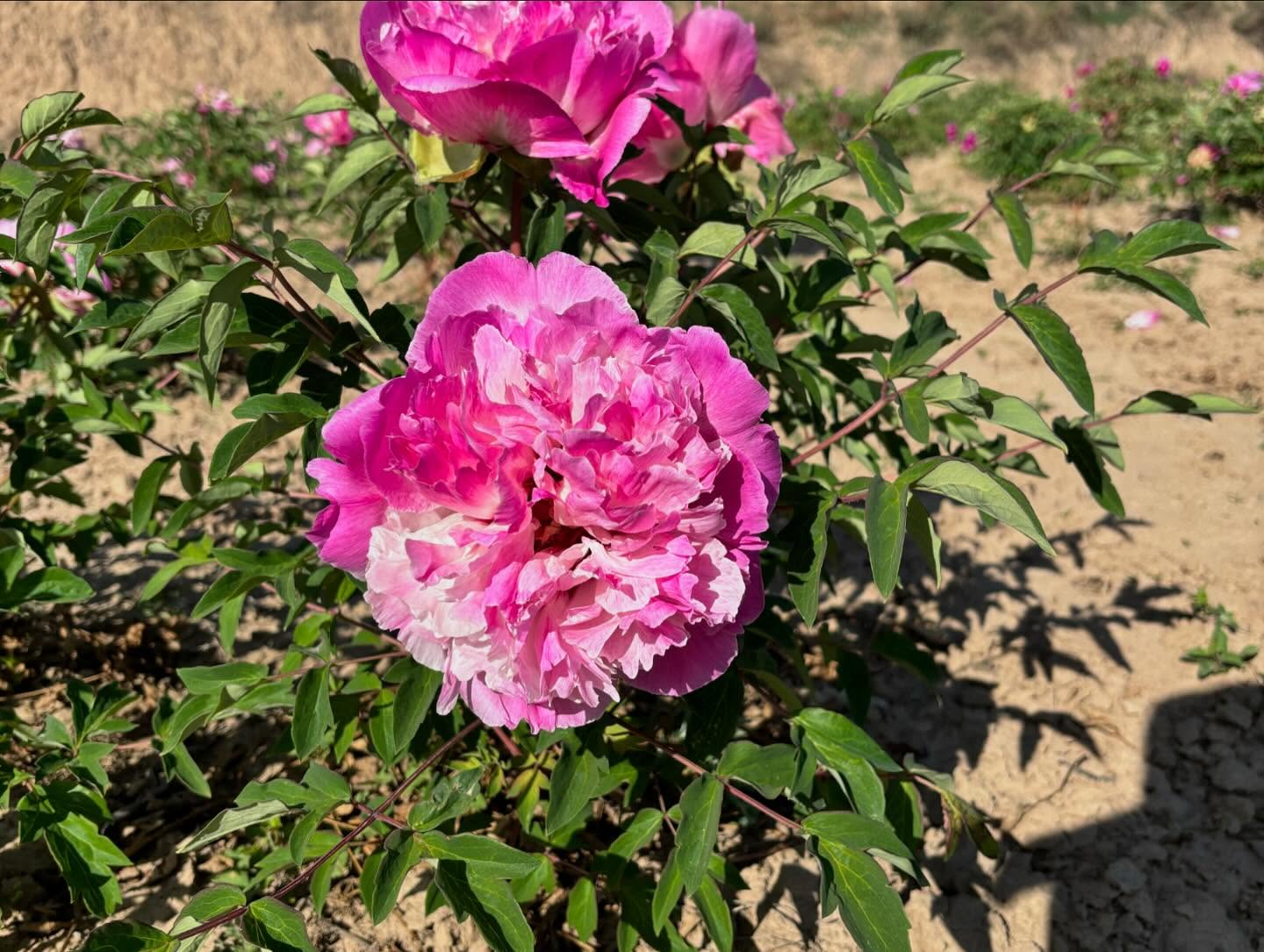 "Lotus lantern" large flower tree peony