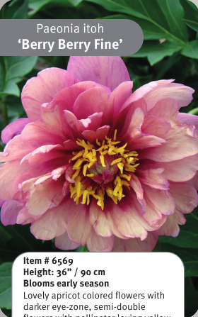 Berry Berry Fine Itoh Peony