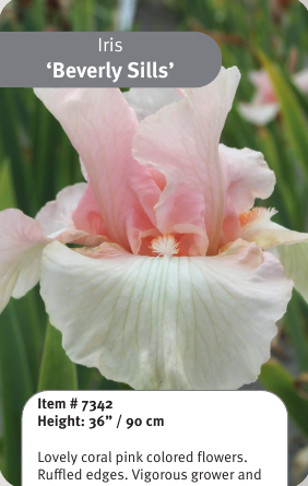 Beverly Sills Iris