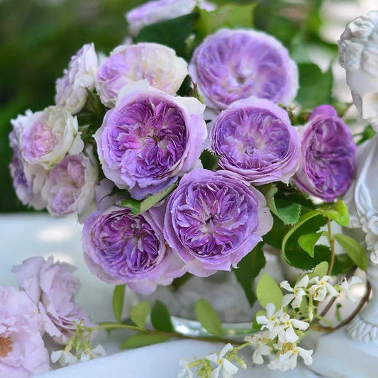 Blue Moonstone color changing Japanese garden rose plant