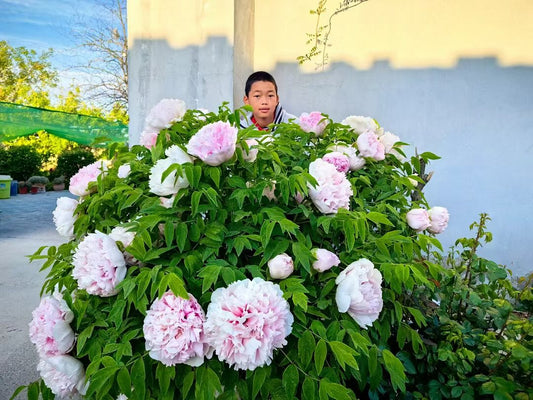 "Pink crown jade beads" large flower tree peony