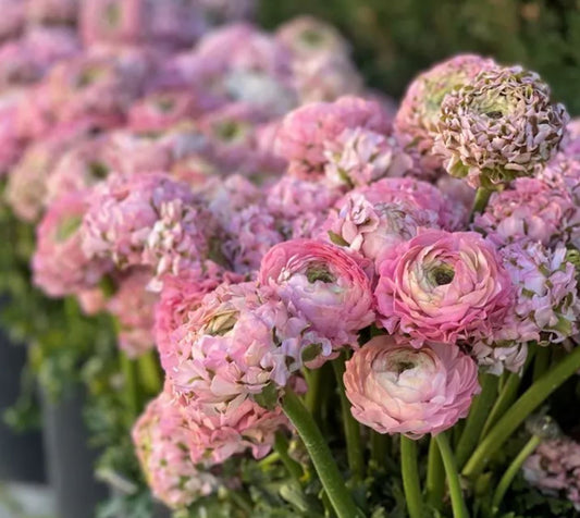 Cloni Pon Pon Candy light pink ranunculus