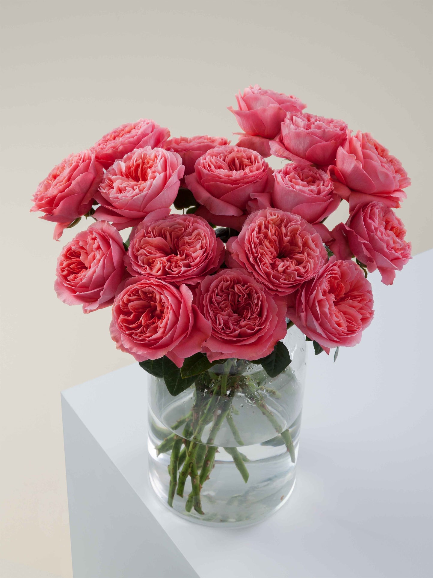 25 roses Candy Xpression deluxe, unique garden roses