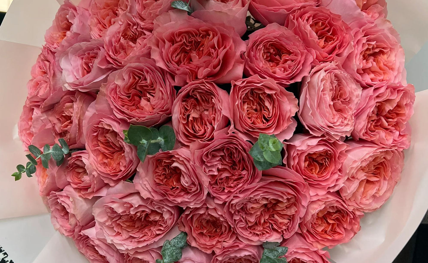 25 roses Candy Xpression deluxe, unique garden roses