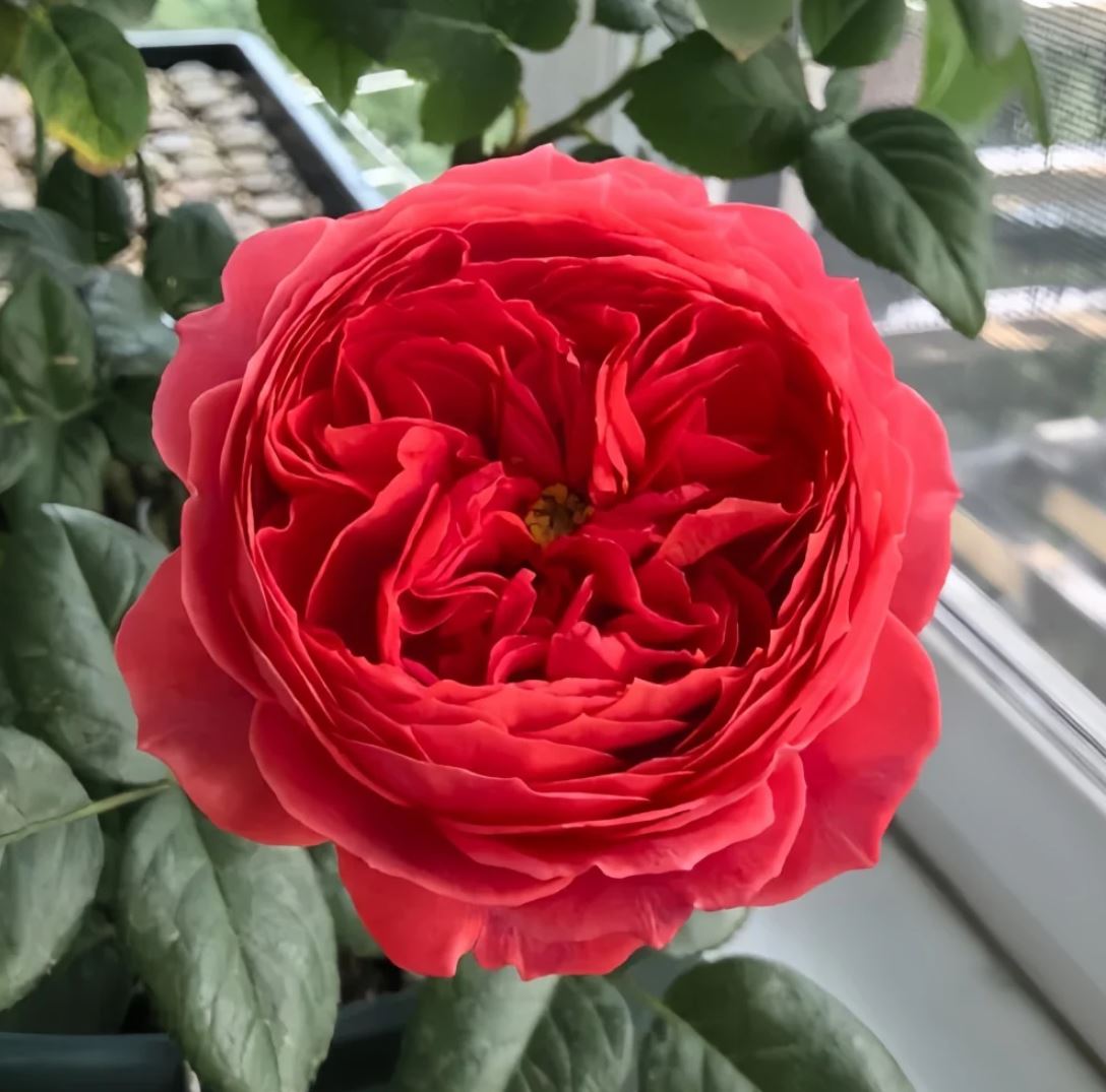 Cinnabar bowl (Zhu sha wan) rose plant wedding garden large flower bush