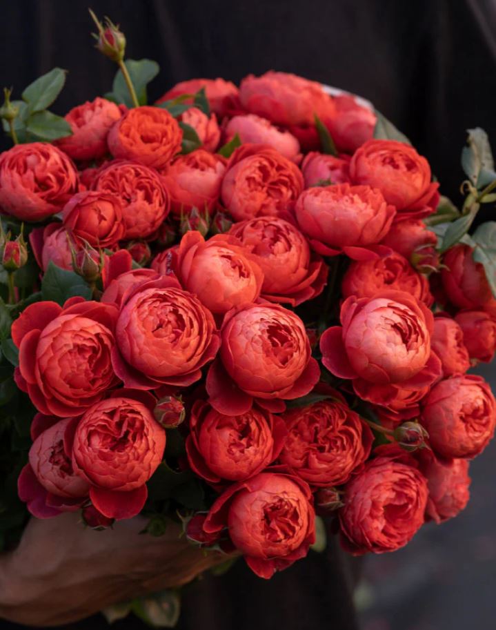 Cinnabar bowl (Zhu sha wan) rose plant wedding garden large flower bush