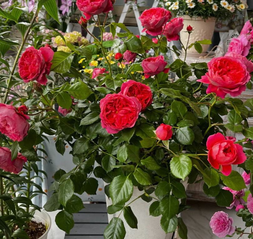 Cinnabar bowl (Zhu sha wan) rose plant wedding garden large flower bush