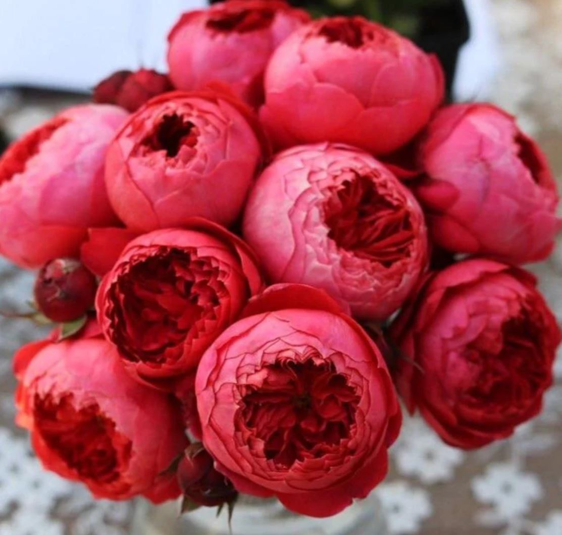 Cinnabar bowl (Zhu sha wan) rose plant wedding garden large flower bush