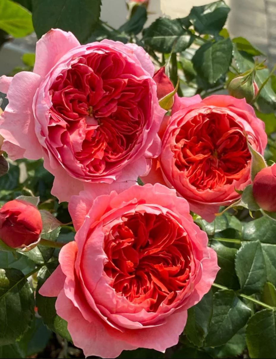 Cinnabar bowl (Zhu sha wan) rose plant wedding garden large flower bush