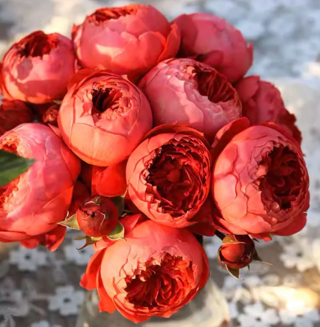 Cinnabar bowl (Zhu sha wan) rose plant wedding garden large flower bush