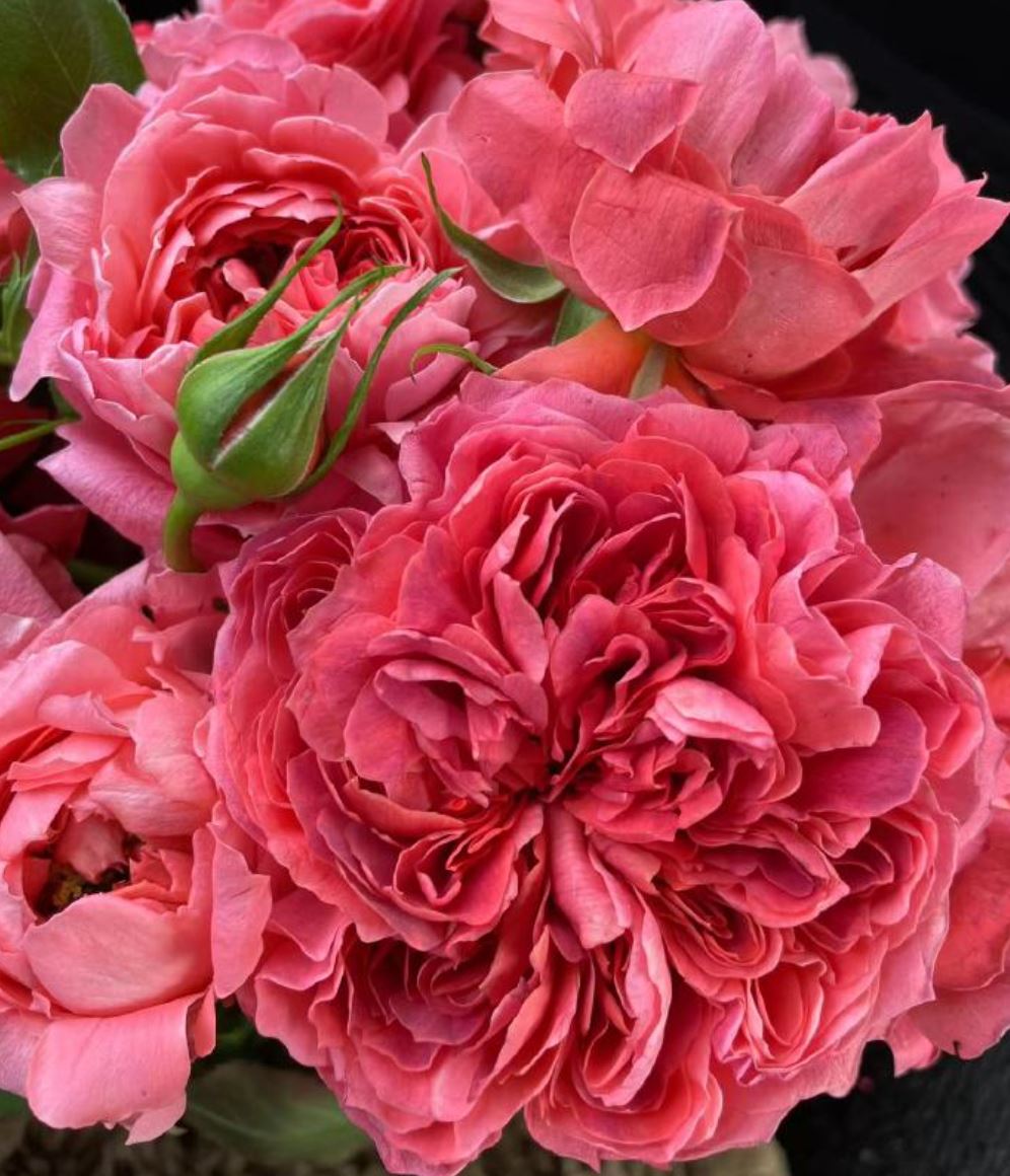 Cinnabar bowl (Zhu sha wan) rose plant wedding garden large flower bush