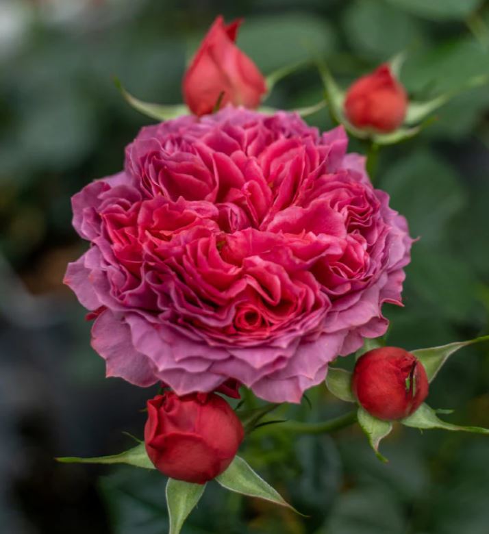 Cinnabar bowl (Zhu sha wan) rose plant wedding garden large flower bush