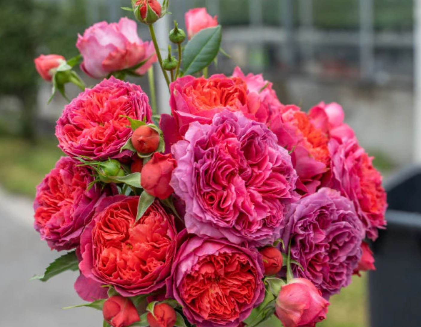 Cinnabar bowl (Zhu sha wan) rose plant wedding garden large flower bush