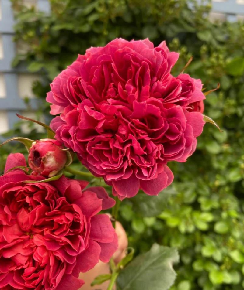 Cinnabar bowl (Zhu sha wan) rose plant wedding garden large flower bush