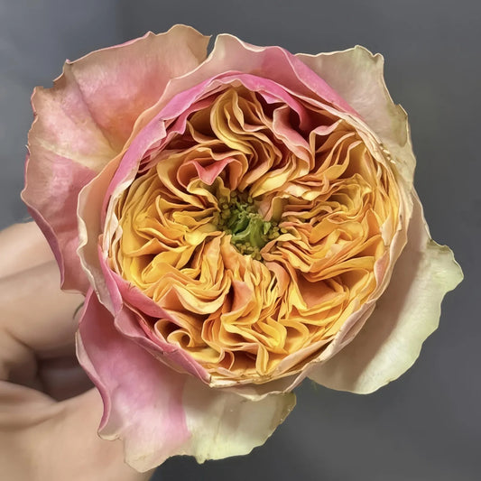 Coffea/Coffee Arabica 3 tone garden rose plant flower bush shrub