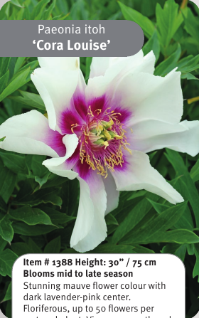 Cora Louise Itoh Peony
