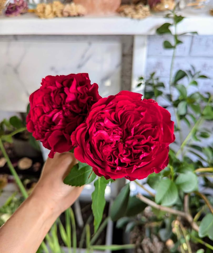 Deep red wedding garden rose plant large flower bush deciduous shrub