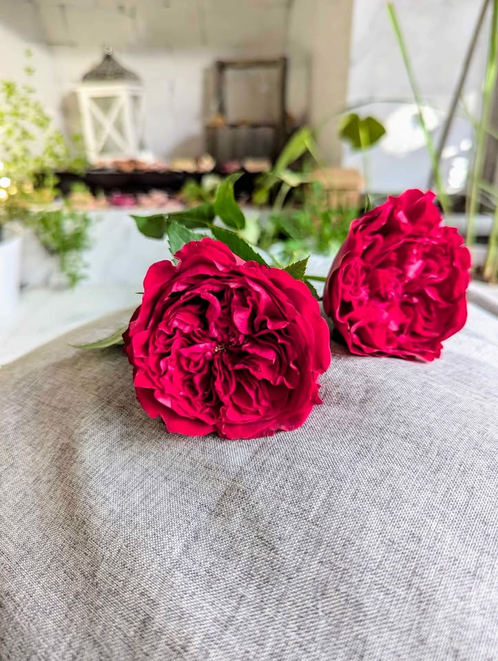 Deep red wedding garden rose plant large flower bush deciduous shrub