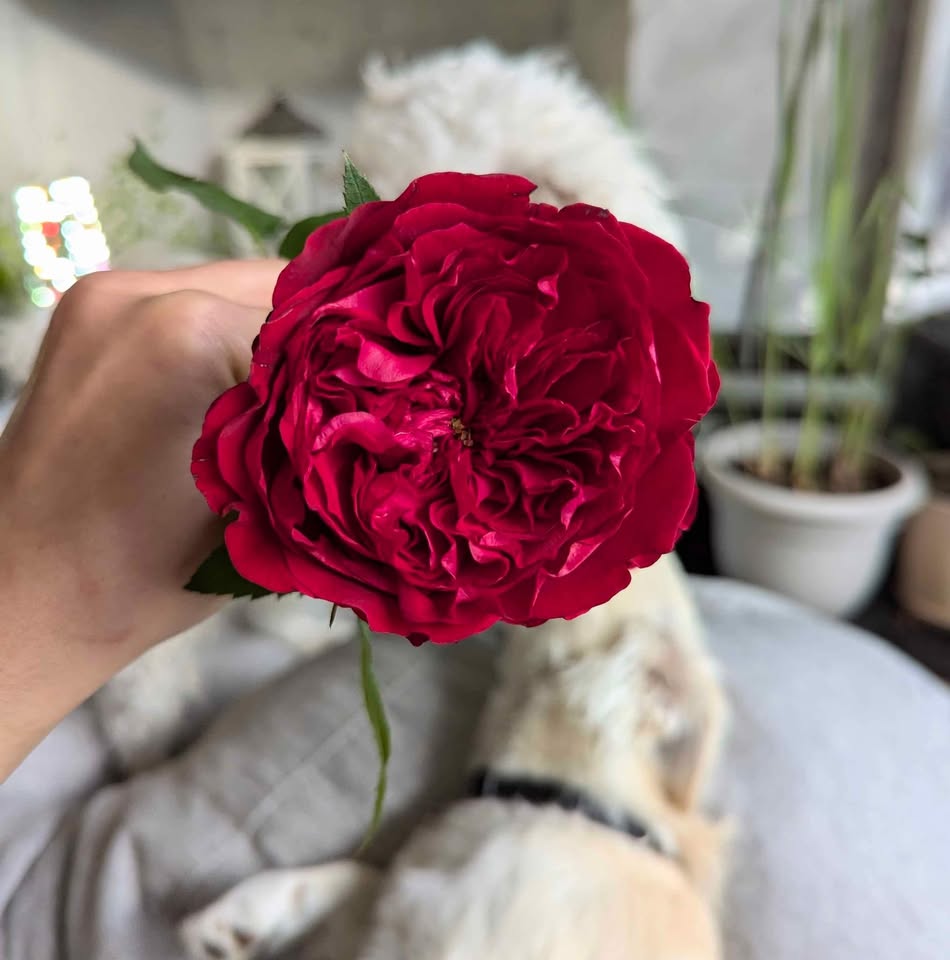 Deep red wedding garden rose plant large flower bush deciduous shrub