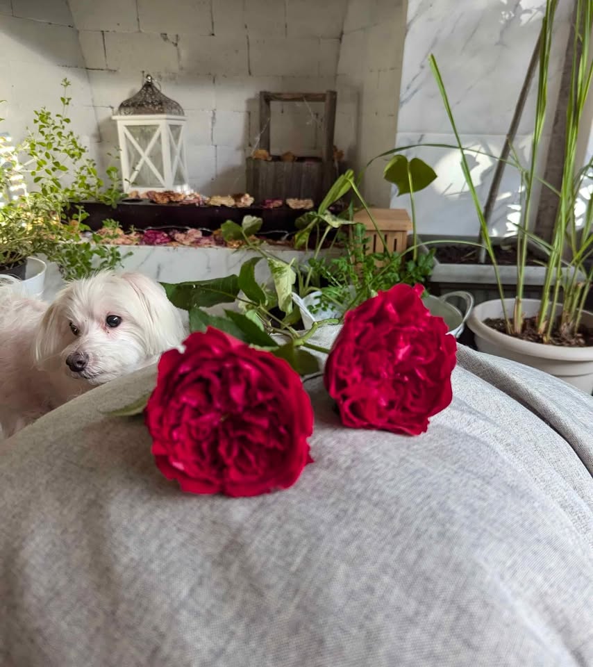 Deep red wedding garden rose plant large flower bush deciduous shrub