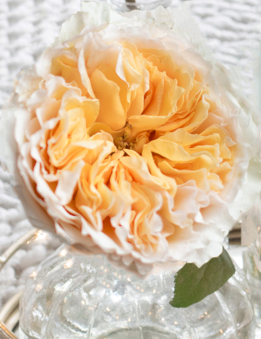 Beatrice Garden Rose (12 Stems)
